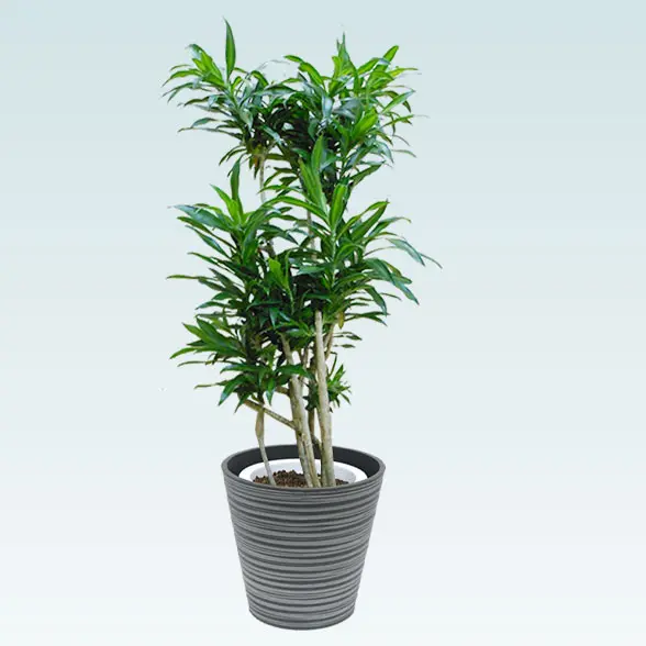 ソングオブジャマイカ(エコフレンドリーポット付)　Mサイズ　左から