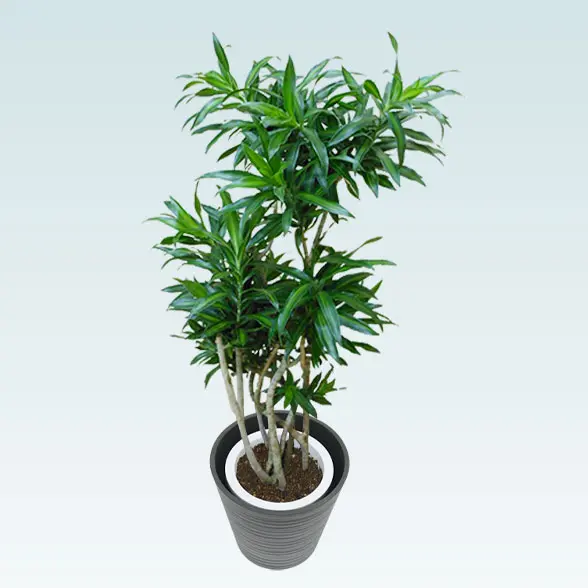 ソングオブジャマイカ(エコフレンドリーポット付)　Mサイズ　右上から