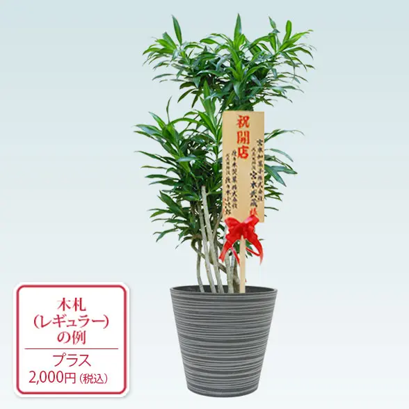 ソングオブジャマイカ(エコフレンドリーポット付)　Mサイズ　レギュラー札付き