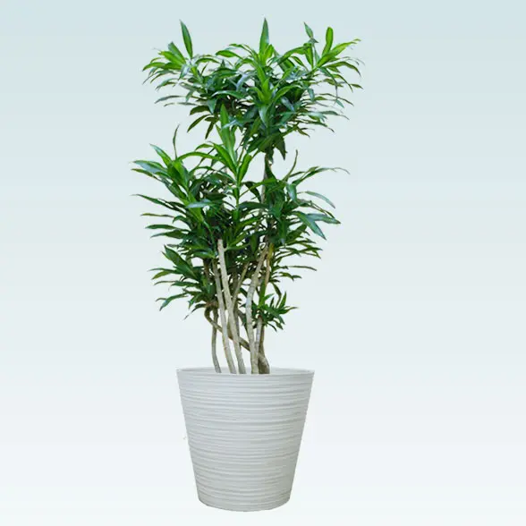 ソングオブジャマイカ(エコフレンドリーポット付)　Mサイズ　ホワイト