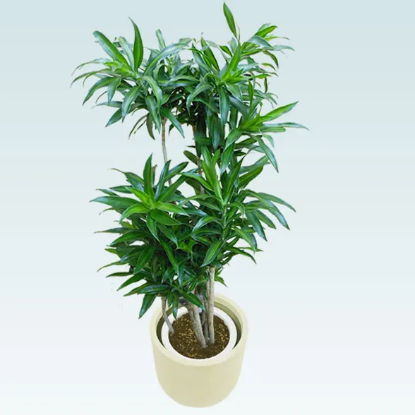 ソングオブジャマイカ(Uポット型、グラスファイバー製鉢カバー付)　Mサイズ4