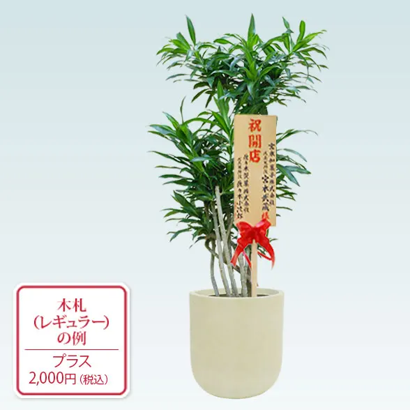 ソングオブジャマイカ(Uポット型、グラスファイバー製鉢カバー付) M