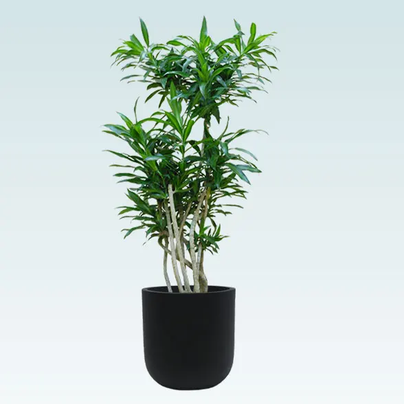 ソングオブジャマイカ(Uポット型、グラスファイバー製鉢カバー付)　Mサイズ91