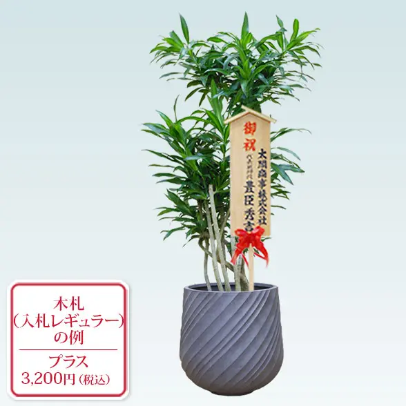 ソングオブジャマイカ(スパイラル型、グラスファイバー製鉢カバー付)　Mサイズ　入札付き