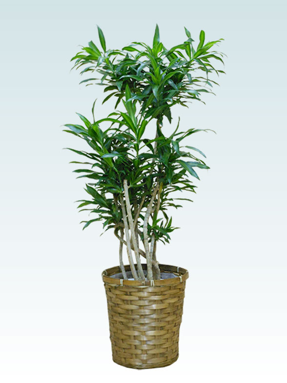 ソングオブジャマイカの育て方 観葉植物の通販 販売のオアシス