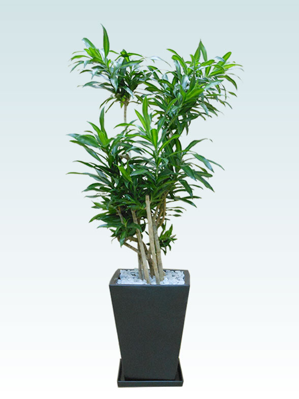 ソングオブジャマイカの育て方 観葉植物の通販 販売のオアシス