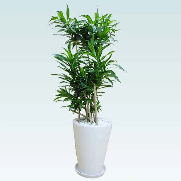 ソングオブジャマイカ（陶器鉢植込み、ラウンドタイプ白色