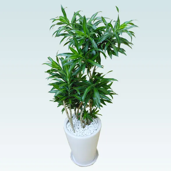 ソングオブジャマイカ(陶器鉢植込み、ラウンドタイプ白色)６