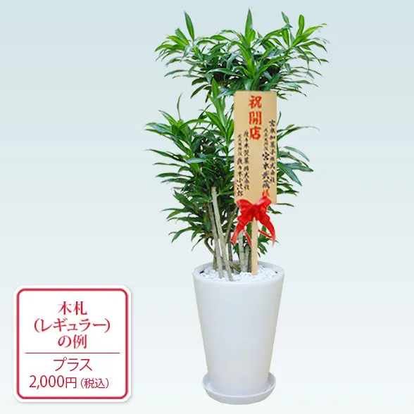 ソングオブジャマイカ（陶器鉢植込み、ラウンドタイプ白色