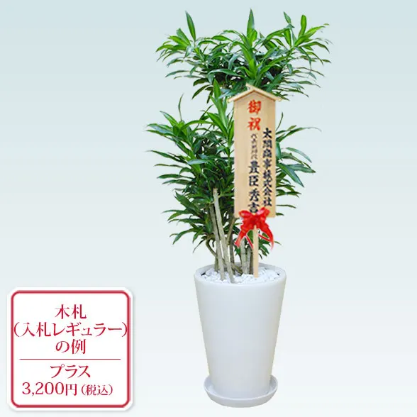 ソングオブジャマイカ(陶器鉢植込み、ラウンドタイプ白色)２３