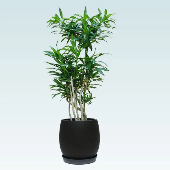 ソングオブジャマイカ(グラスファイバー製鉢植込み、バルーン型)1