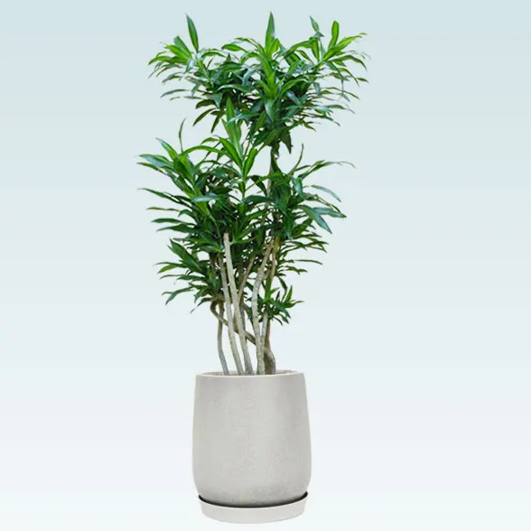 ソングオブジャマイカ(グラスファイバー製鉢植込み、チューリップ型)1