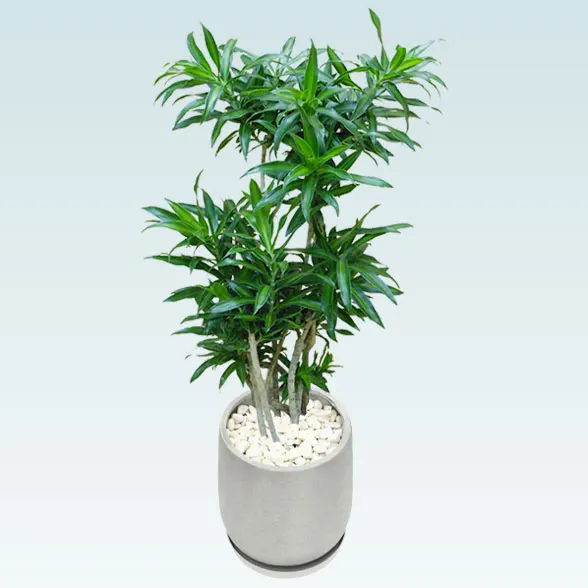 ソングオブジャマイカ(グラスファイバー製鉢植込み、チューリップ型)3