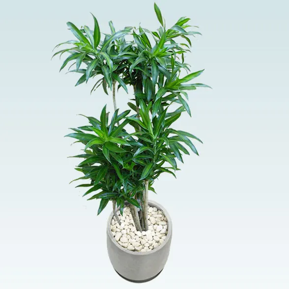 ソングオブジャマイカ(グラスファイバー製鉢植込み、チューリップ型)4