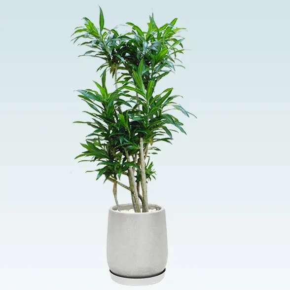 ソングオブジャマイカ(グラスファイバー製鉢植込み、チューリップ型)5