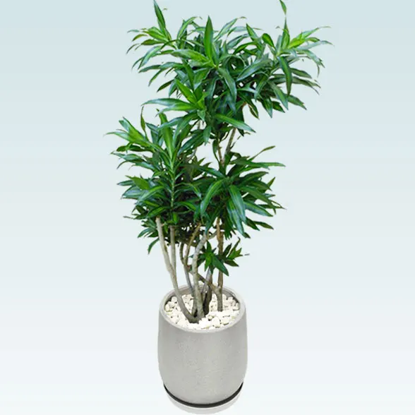 ソングオブジャマイカ(グラスファイバー製鉢植込み、チューリップ型)6