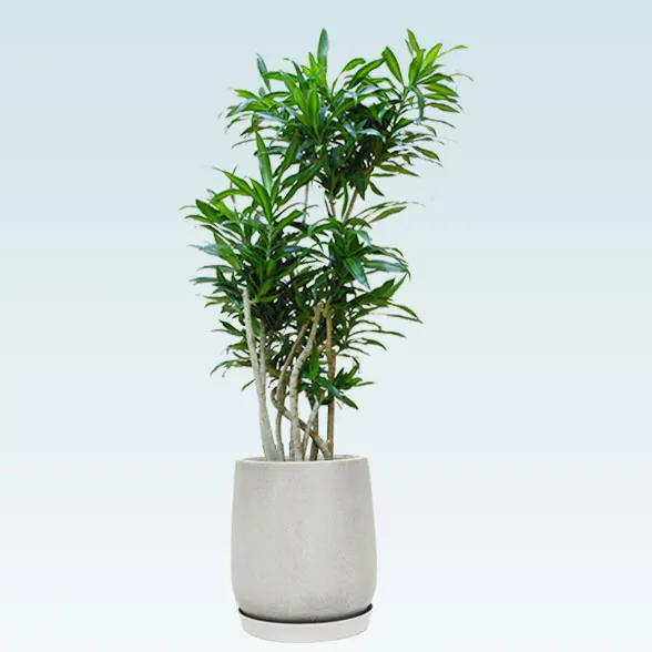 ソングオブジャマイカ(グラスファイバー製鉢植込み、チューリップ型)7