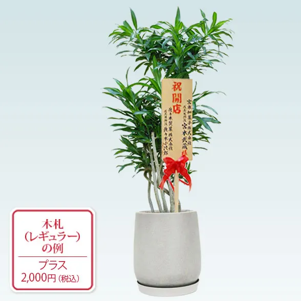 ソングオブジャマイカ(グラスファイバー製鉢植込み、チューリップ型)22