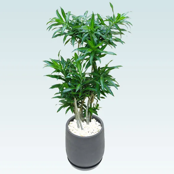 ソングオブジャマイカ(グラスファイバー製鉢植込み、チューリップ型)63