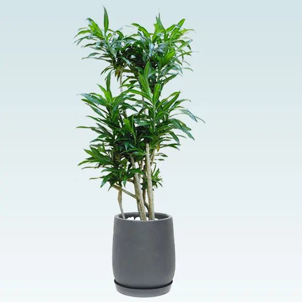 ソングオブジャマイカ(グラスファイバー製鉢植込み、チューリップ型)65