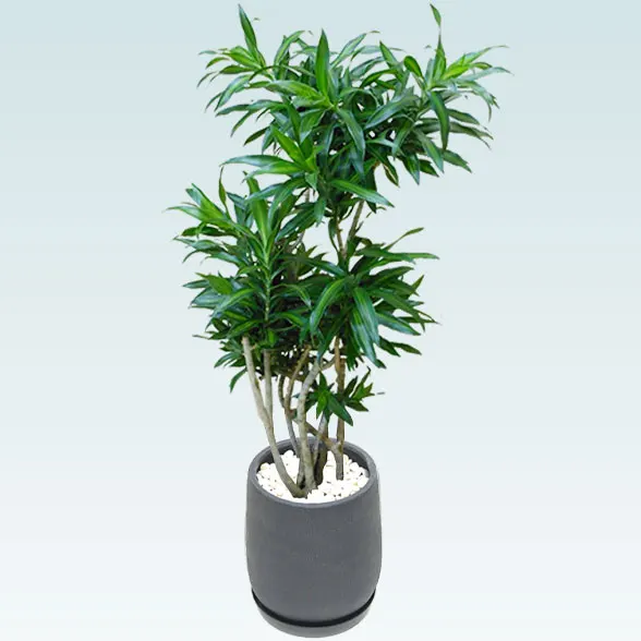 ソングオブジャマイカ(グラスファイバー製鉢植込み、チューリップ型)66