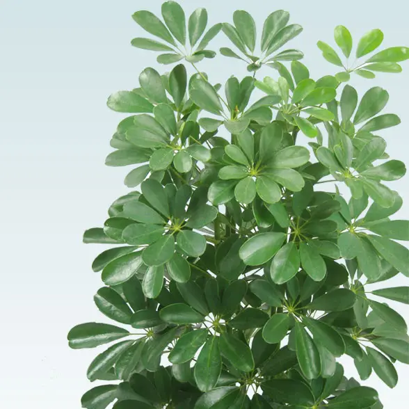 カポック(籐かご付、ダークブラウン色)　Lサイズ３