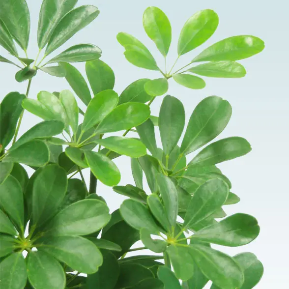 カポック(籐かご付、ダークブラウン色)　Lサイズ５