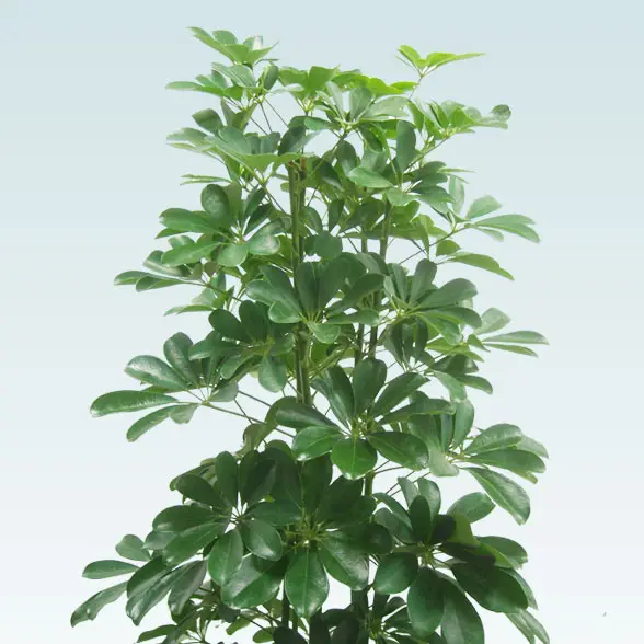 カポック(かご付、コーンホワイト色)　Lサイズ６