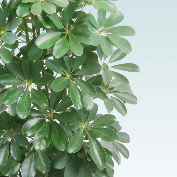 カポック(籐かご付、ダークブラウン色)　Lサイズ７