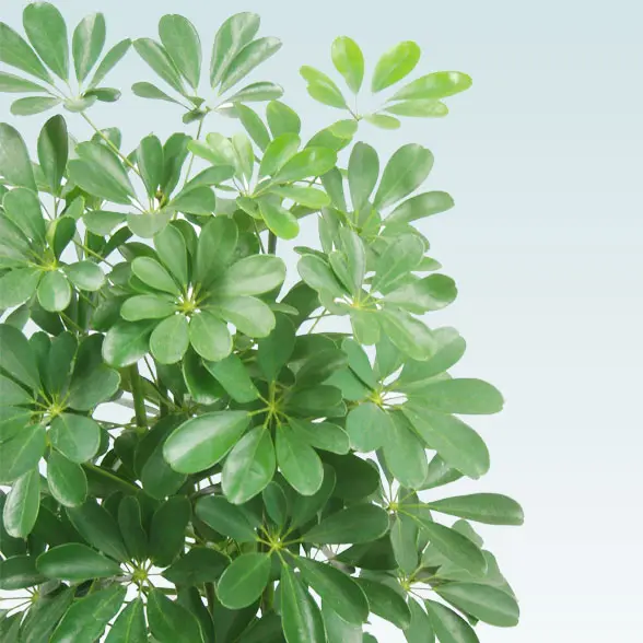 カポック(籐かご付、ダークブラウン色)　Lサイズ８