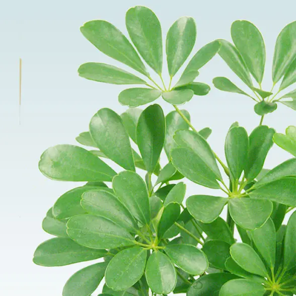 カポック(籐かご付、ダークブラウン色)　Lサイズ１６