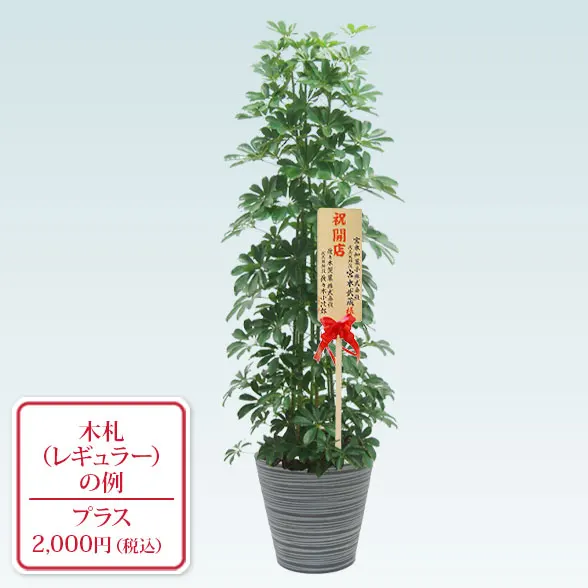 カポック(エコフレンドリーポット付)　Lサイズ９