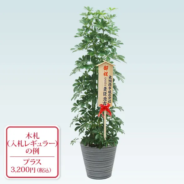 カポック(エコフレンドリーポット付)　Lサイズ１０