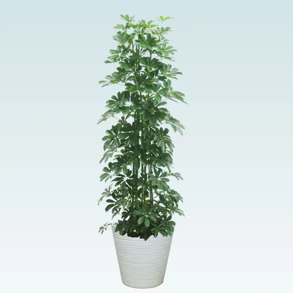 かまぼこさん専用。トックリヤシ。観葉植物。鉢ごと無料で発送致します。 parmtree-4_1.jpg?1677050767