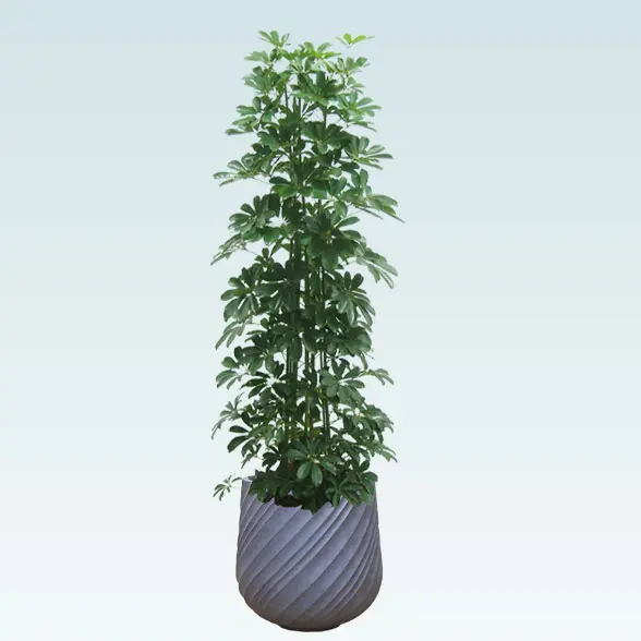 カポック(スパイラル型、グラスファイバー製鉢カバー付)　Lサイズ　グレー