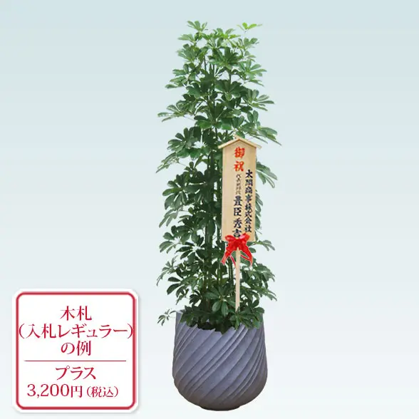 カポック(スパイラル型、グラスファイバー製鉢カバー付)　Lサイズ　　グレー　入札付き