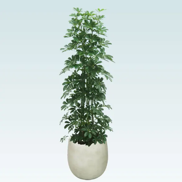 カポック(バルーン型、グラスファイバー製鉢カバー付)　Lサイズ１