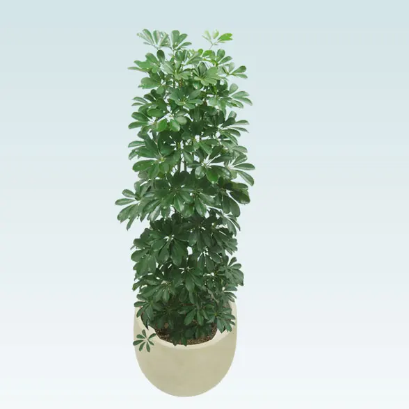 カポック(バルーン型、グラスファイバー製鉢カバー付)　Lサイズ4