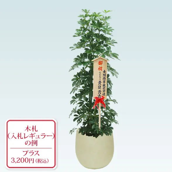 カポック(バルーン型、グラスファイバー製鉢カバー付)　Lサイズ10