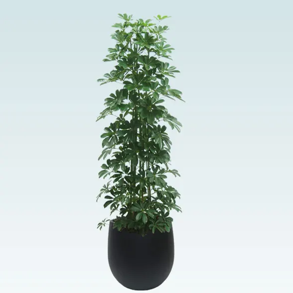 カポック(バルーン型、グラスファイバー製鉢カバー付)　Lサイズ91