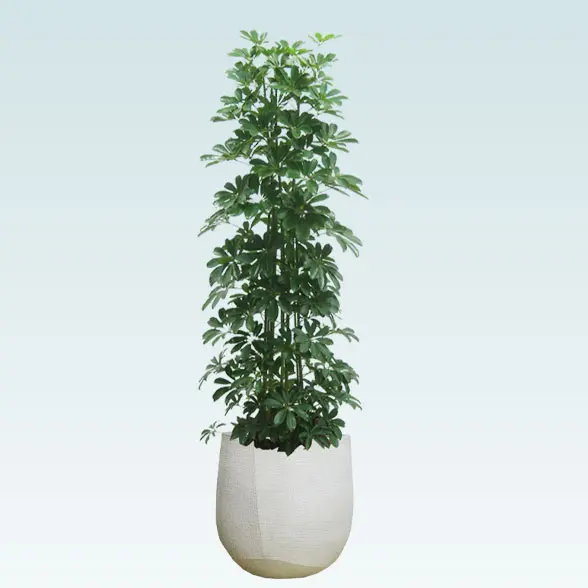 カポック(多面体型、グラスファイバー製鉢カバー付)　Lサイズ