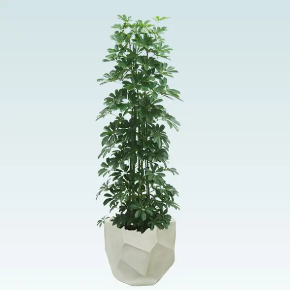 カポック(多面体型、グラスファイバー製鉢カバー付)　Lサイズ1