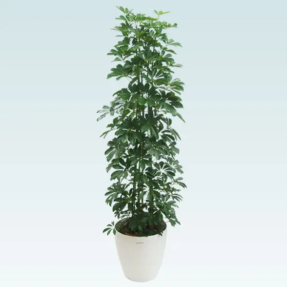 専用出品　2点まとめ売りラグマット観葉植物インテリア 楽天市場】観葉植物（カーペット・マット・畳｜インテリア・寝具