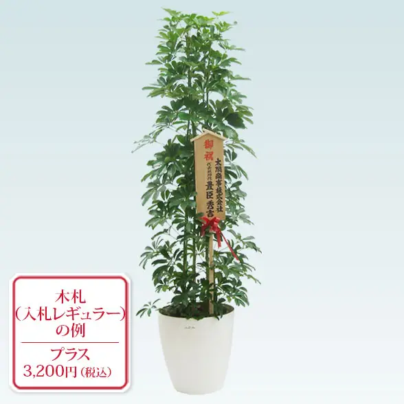 カポック(ラスターポット付)　Lサイズ１０