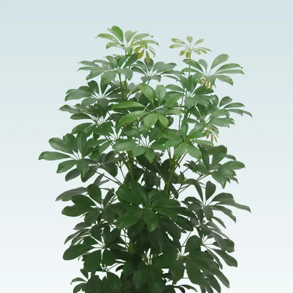 カポック(籐かご付、ダークブラウン色)　Mサイズ２