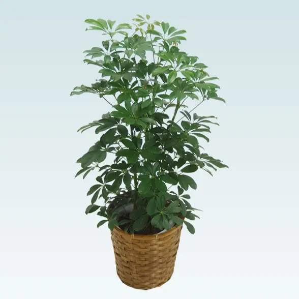 カポック(籐かご付、ダークブラウン色)　Mサイズ３