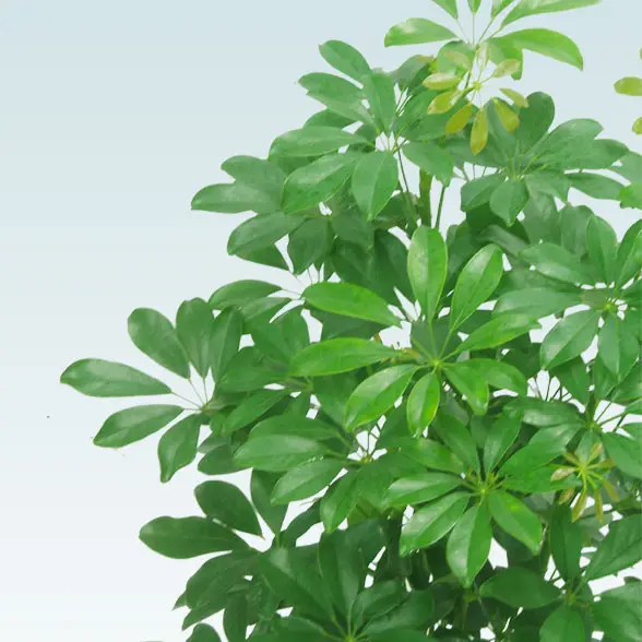 カポック(籐かご付、ダークブラウン色)　Mサイズ４