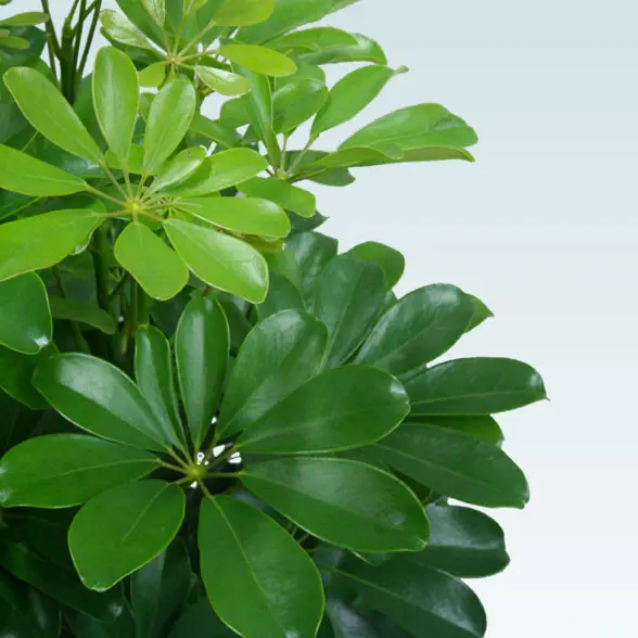 カポック(籐かご付、ダークブラウン色)　Mサイズ５