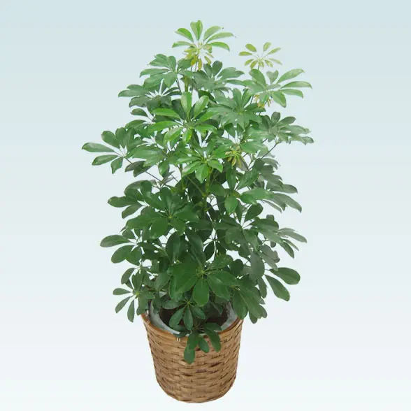 カポック(籐かご付、ダークブラウン色)　Mサイズ６