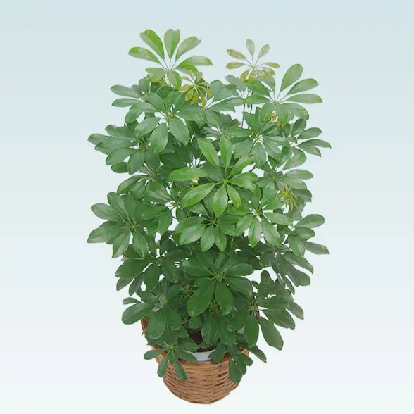 カポック(籐かご付、ダークブラウン色)　Mサイズ７